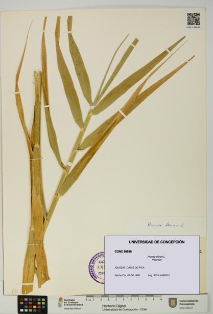 Arundo donax [Espécimen: UDEC:CONC:0088539]
