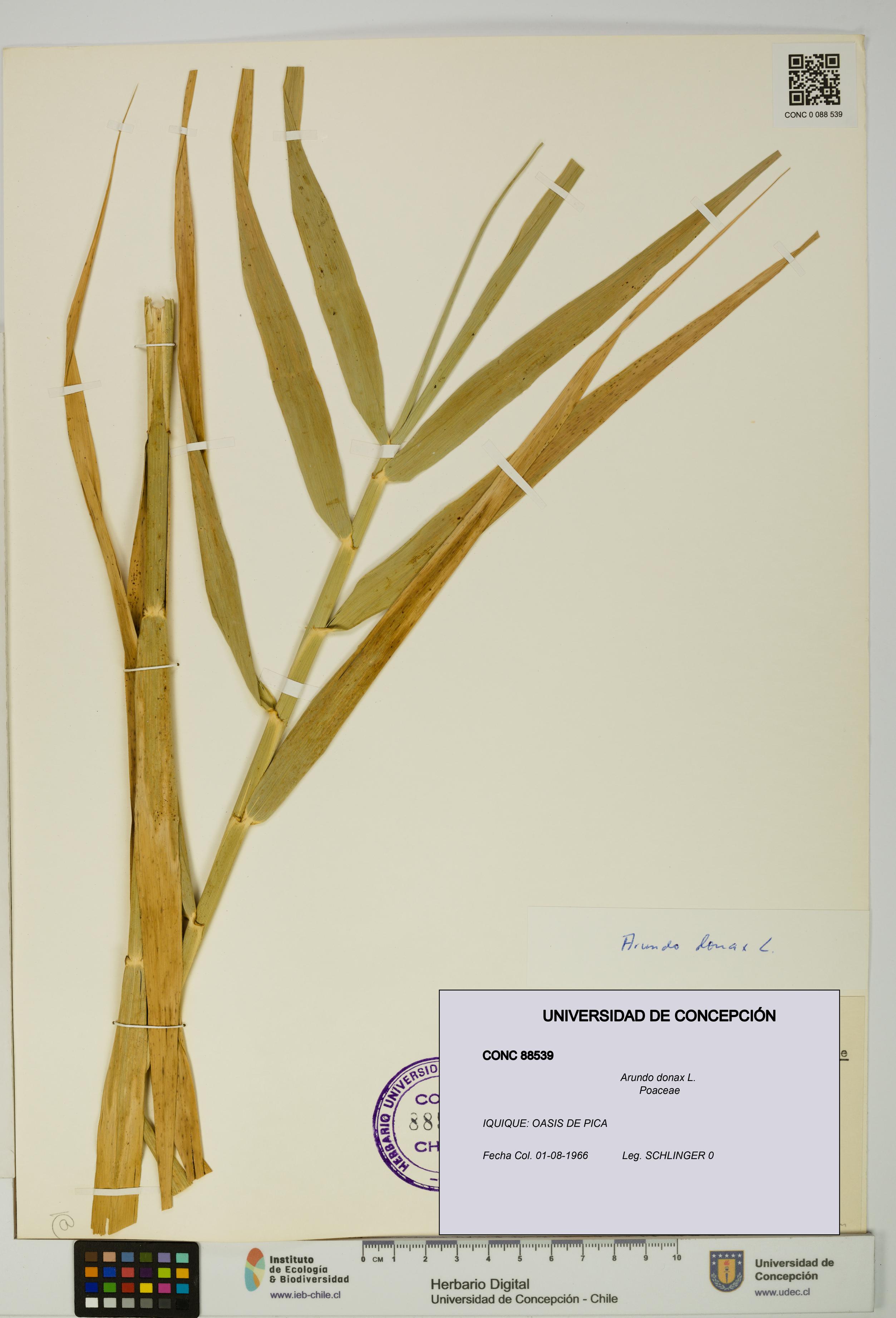 Arundo donax [Espécimen: UDEC:CONC:0088539]