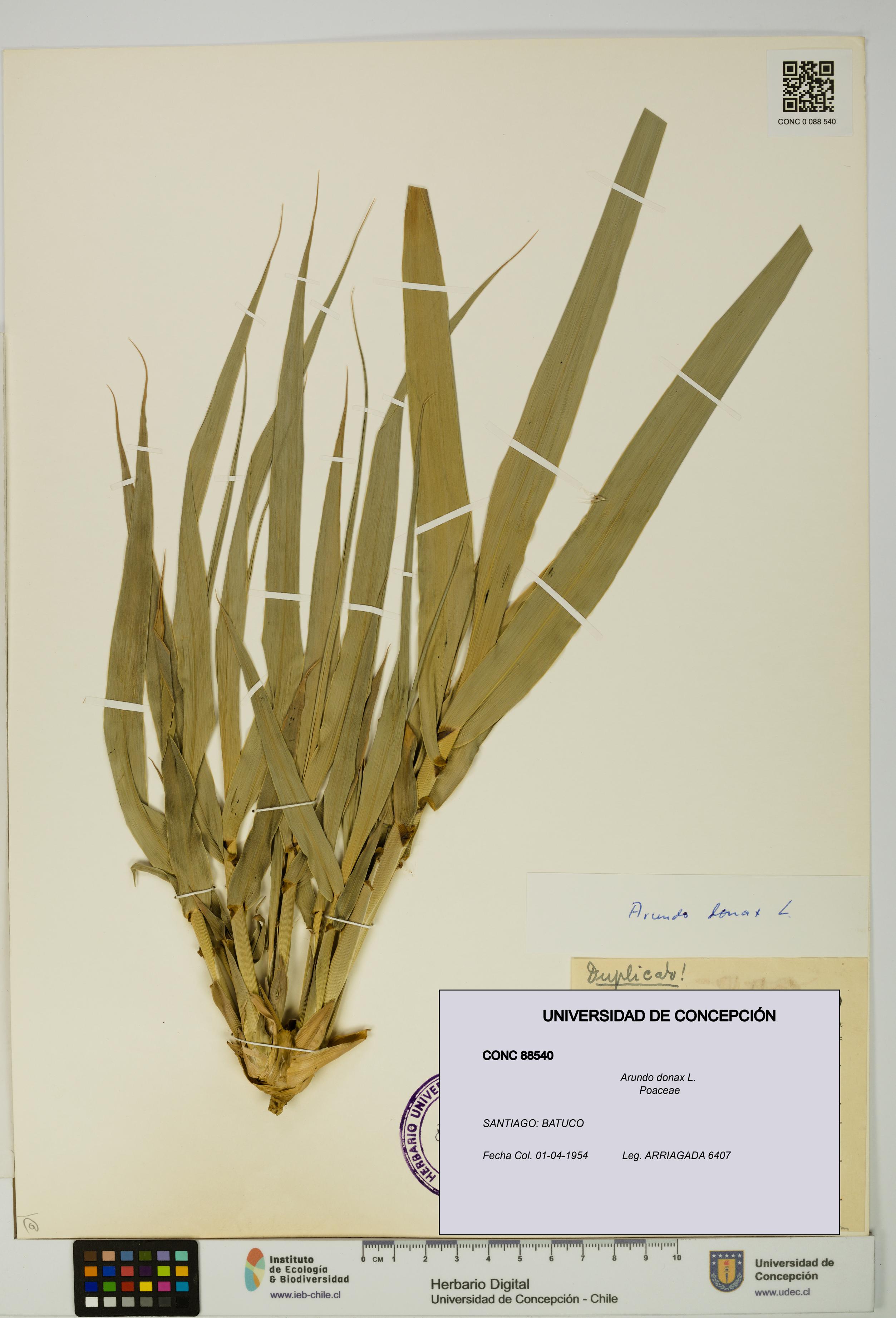 Arundo donax [Espécimen: UDEC:CONC:0088540]