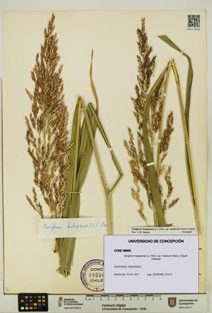 Sorghum halepense var. muticum [Espécimen: UDEC:CONC:0088550]