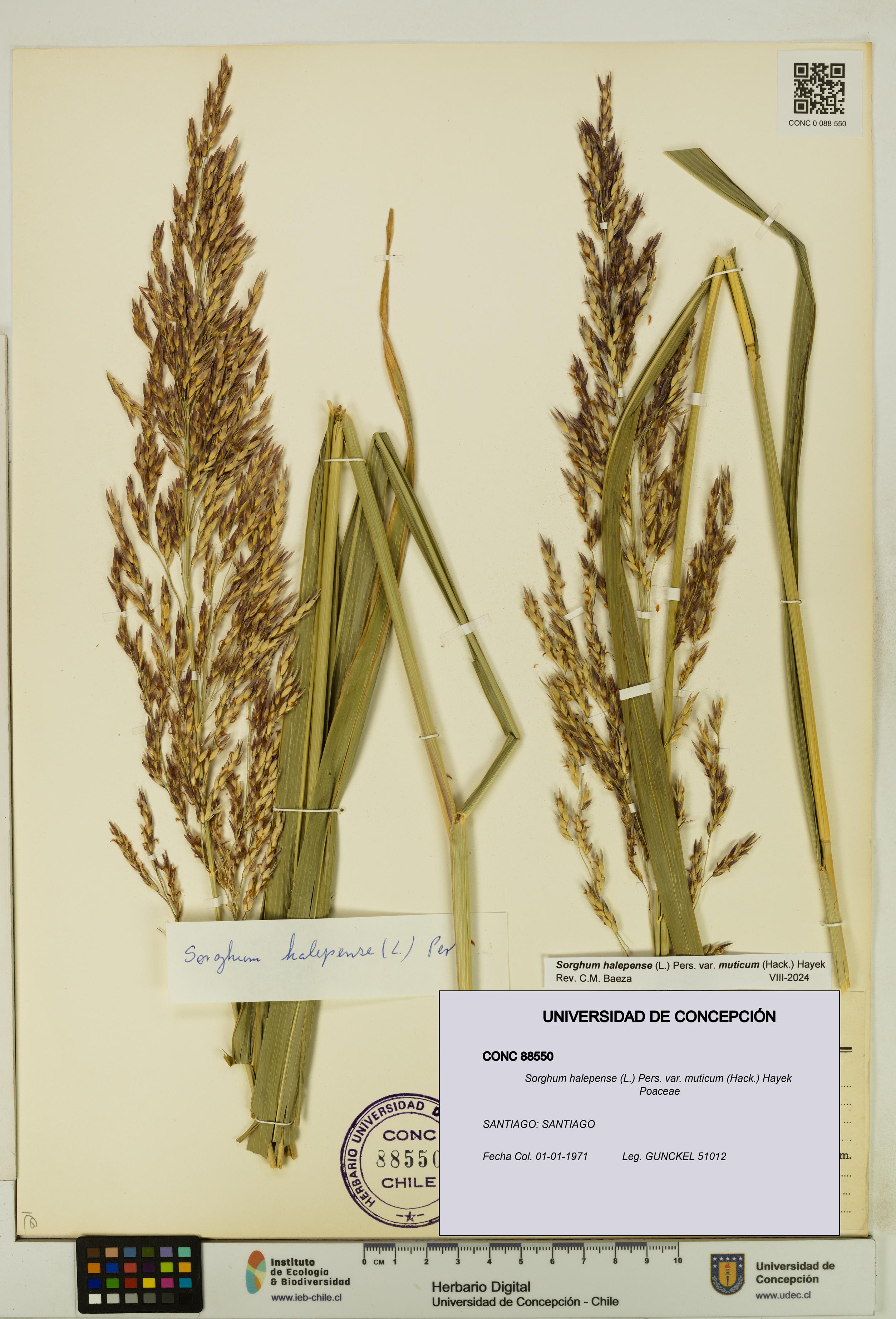 Sorghum halepense var. muticum [Espécimen: UDEC:CONC:0088550]