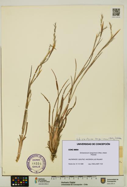 Schizachyrium sanguineum [Espécimen: UDEC:CONC:0088554]
