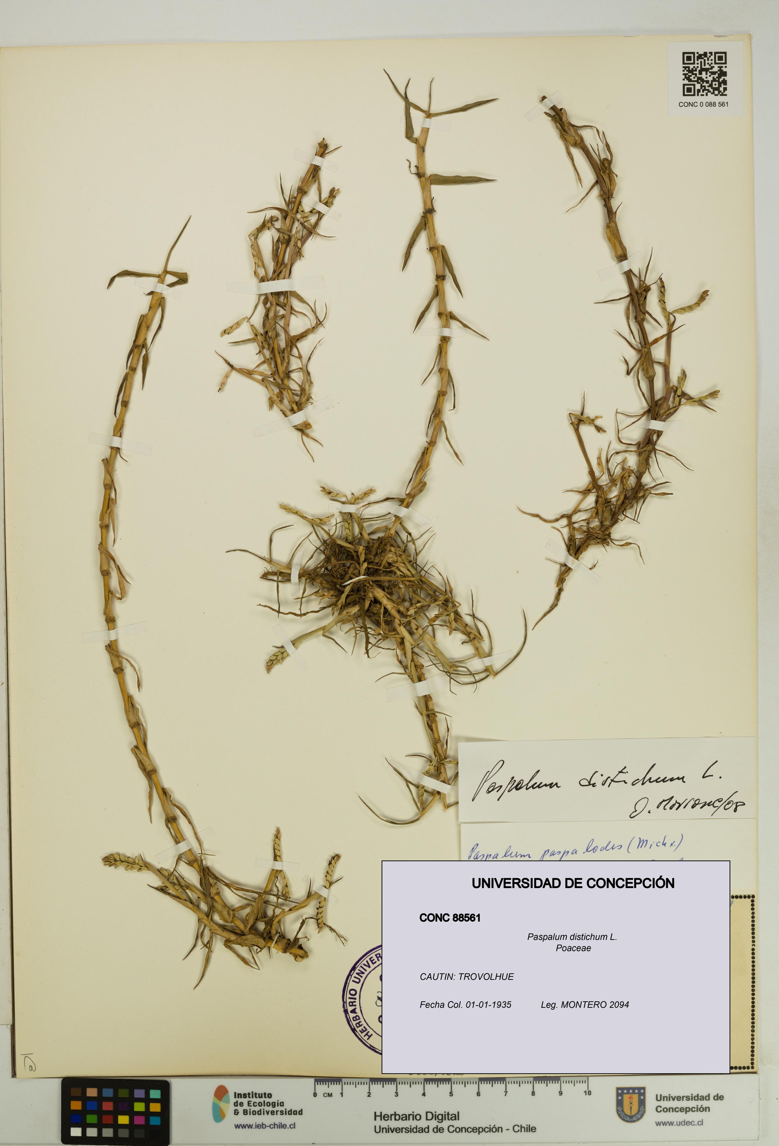 Paspalum distichum [Espécimen: UDEC:CONC:0088561]