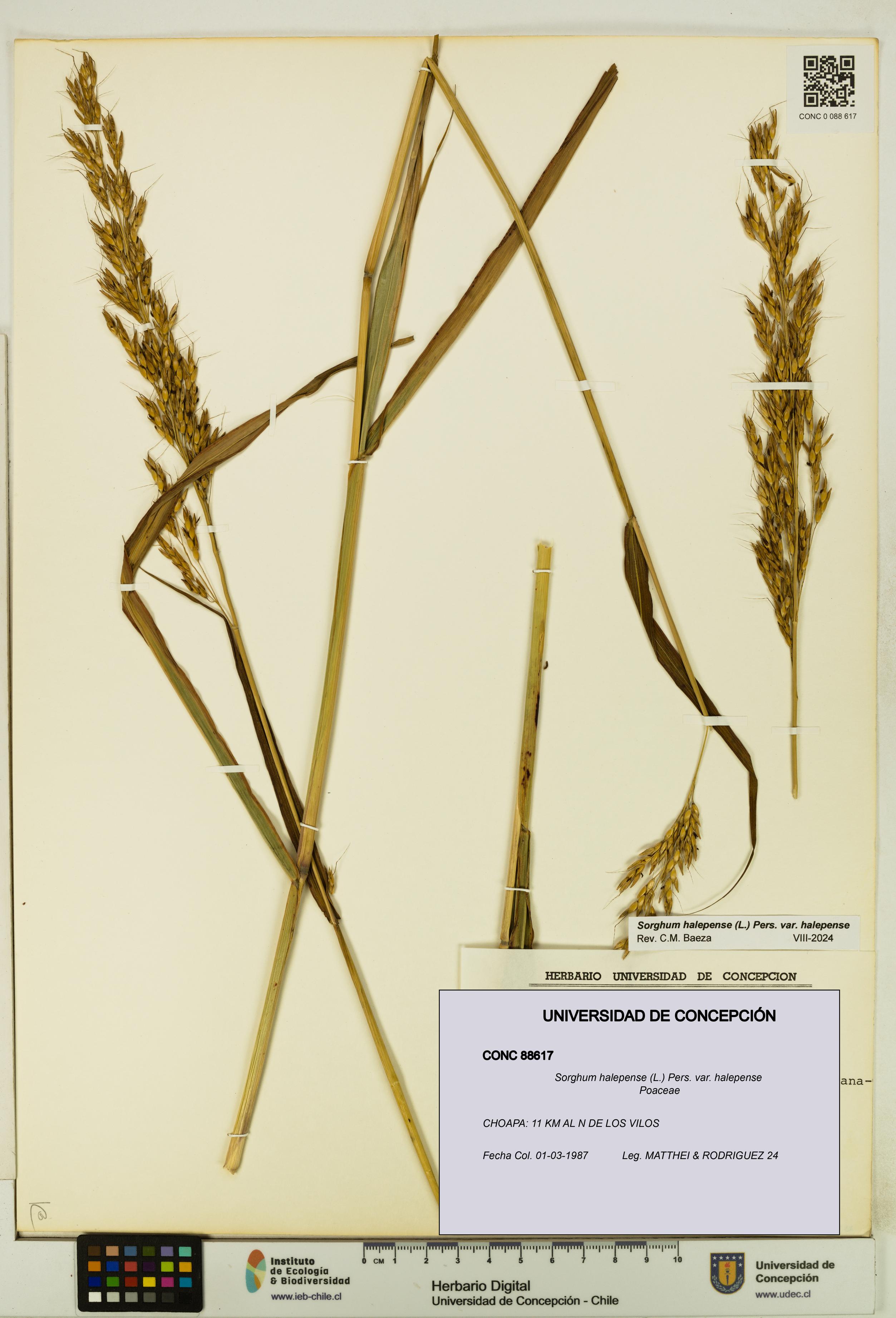 Sorghum halepense var. halepense [Espécimen: UDEC:CONC:0088617]