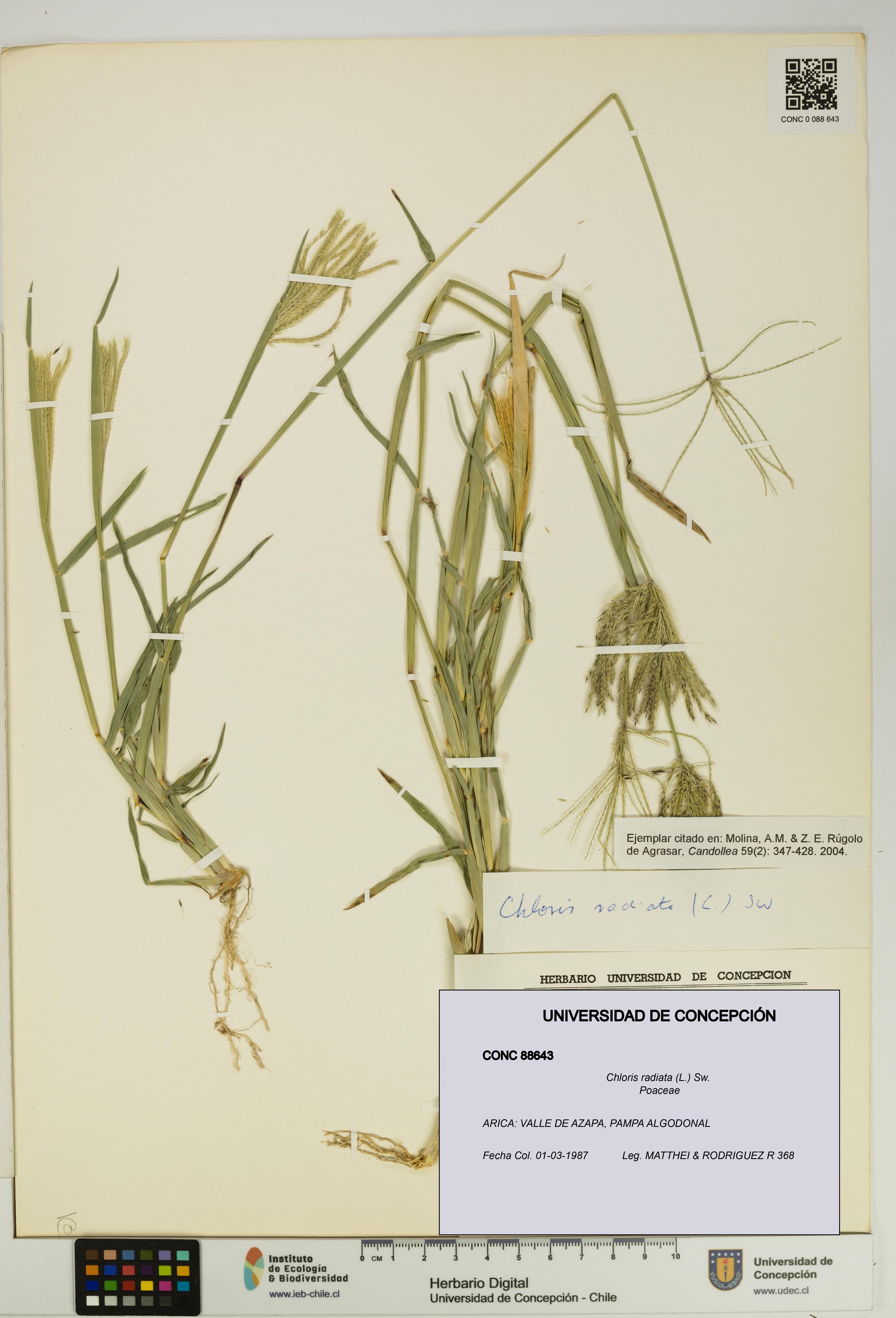 Chloris radiata [Espécimen: UDEC:CONC:0088643]