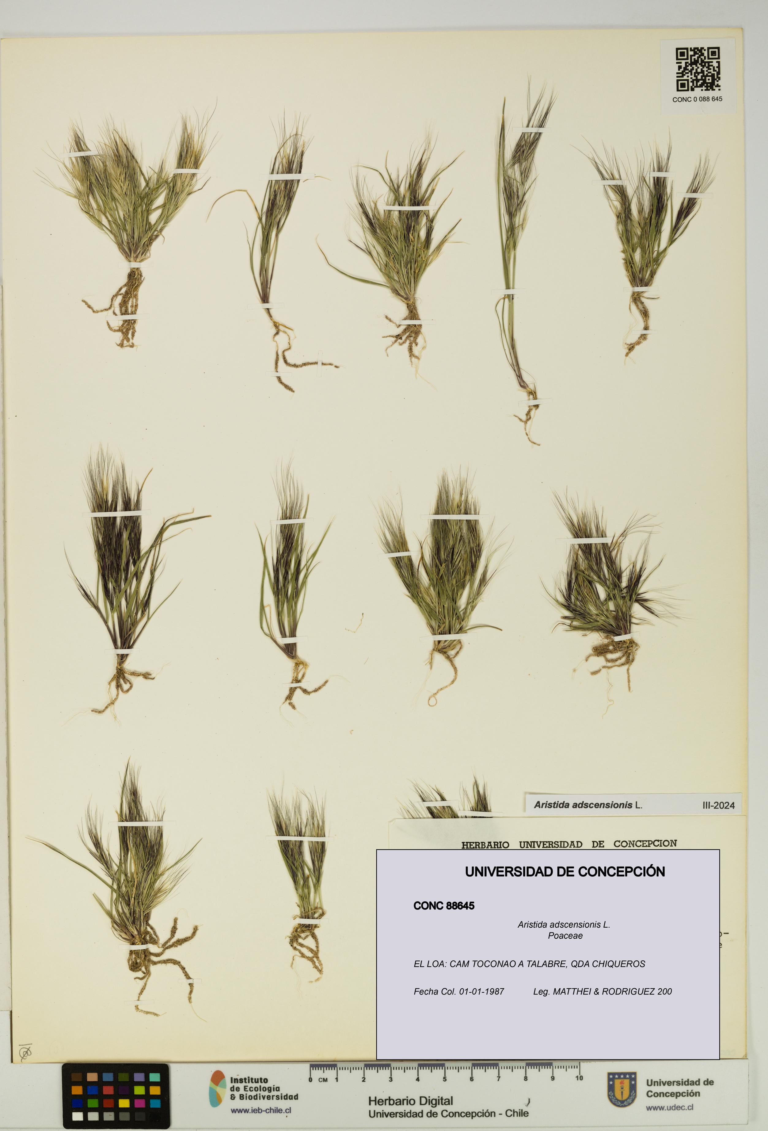 Aristida adscensionis [Espécimen: UDEC:CONC:0088645]