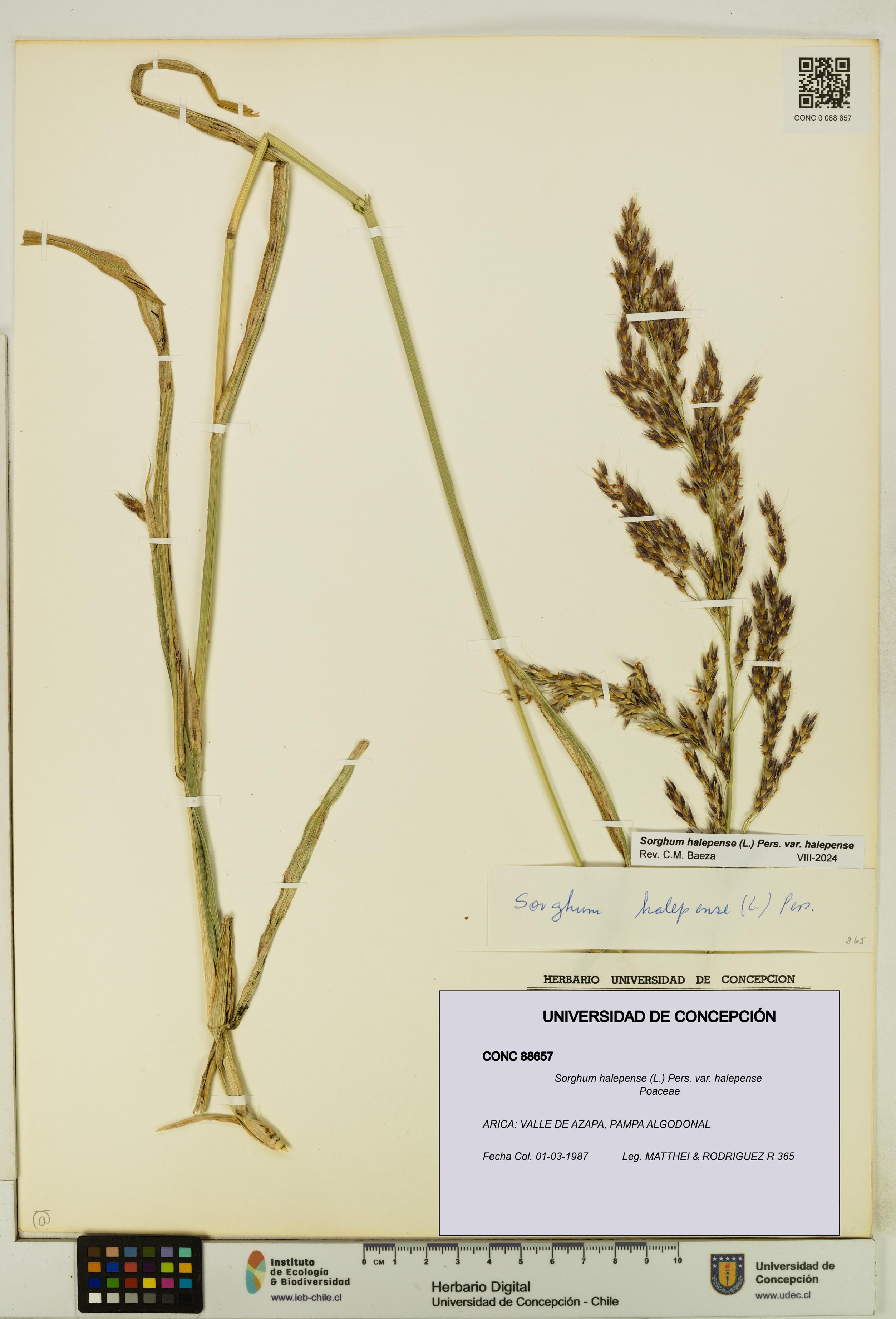 Sorghum halepense var. halepense [Espécimen: UDEC:CONC:0088657]