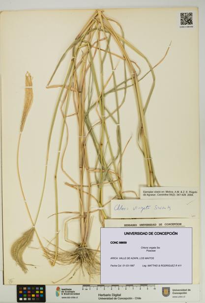 Chloris virgata [Espécimen: UDEC:CONC:0088659]