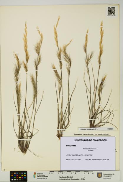 Aristida adscensionis [Espécimen: UDEC:CONC:0088660]