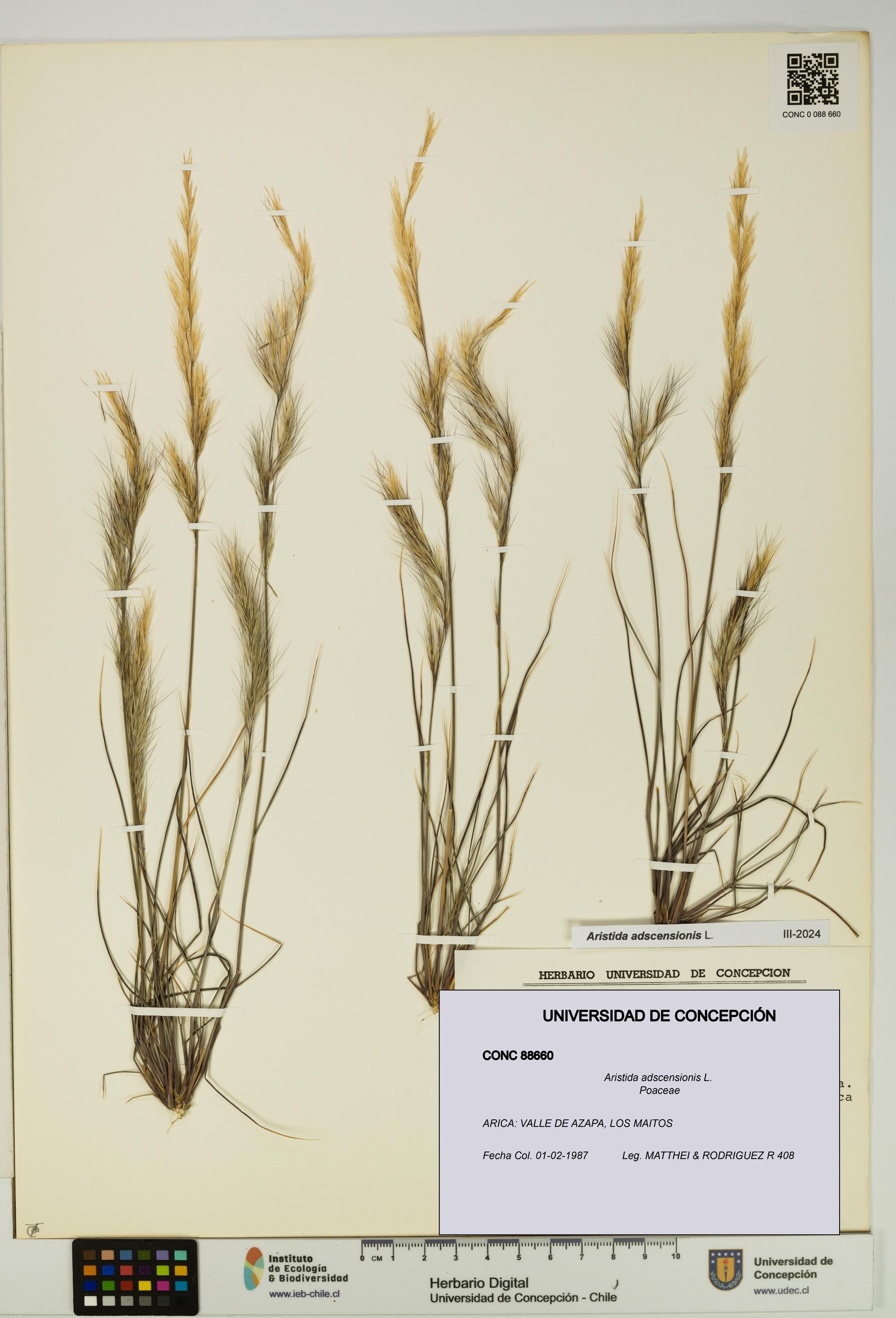 Aristida adscensionis [Espécimen: UDEC:CONC:0088660]