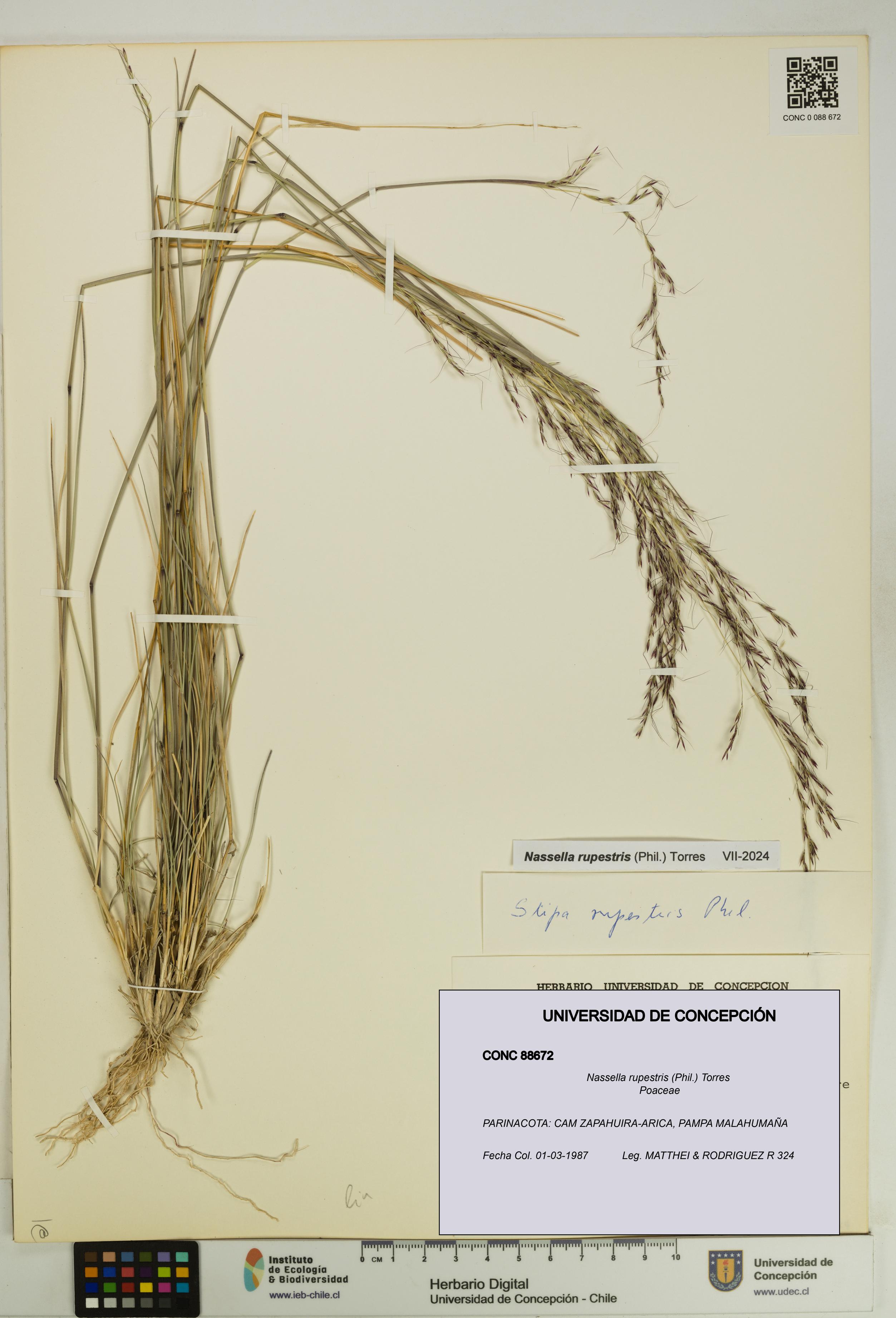 Nassella rupestris [Espécimen: UDEC:CONC:0088672]