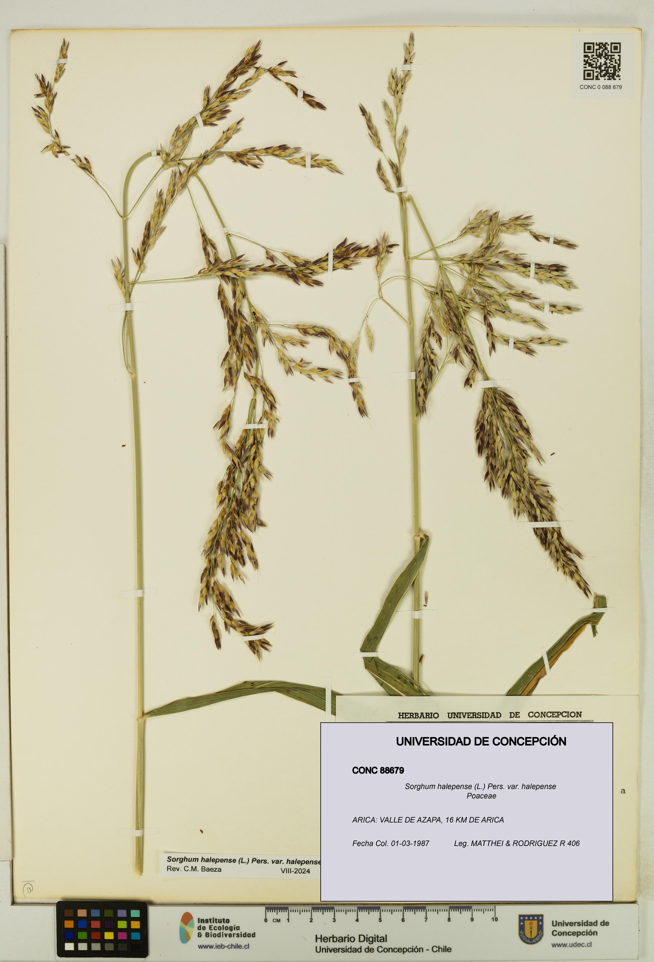 Sorghum halepense var. halepense [Espécimen: UDEC:CONC:0088679]