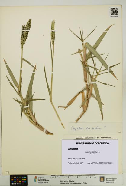 Paspalum distichum [Espécimen: UDEC:CONC:0088683]