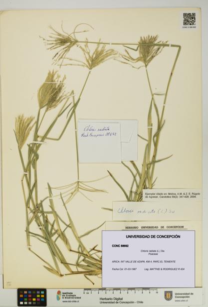 Chloris radiata [Espécimen: UDEC:CONC:0088692]