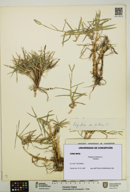Paspalum distichum [Espécimen: UDEC:CONC:0088702]