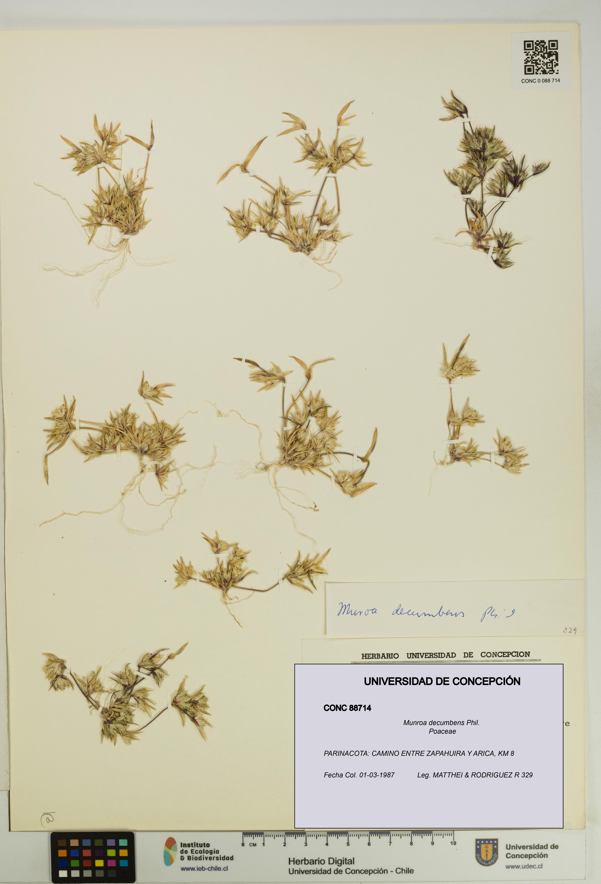 Munroa decumbens [Espécimen: UDEC:CONC:0088714]