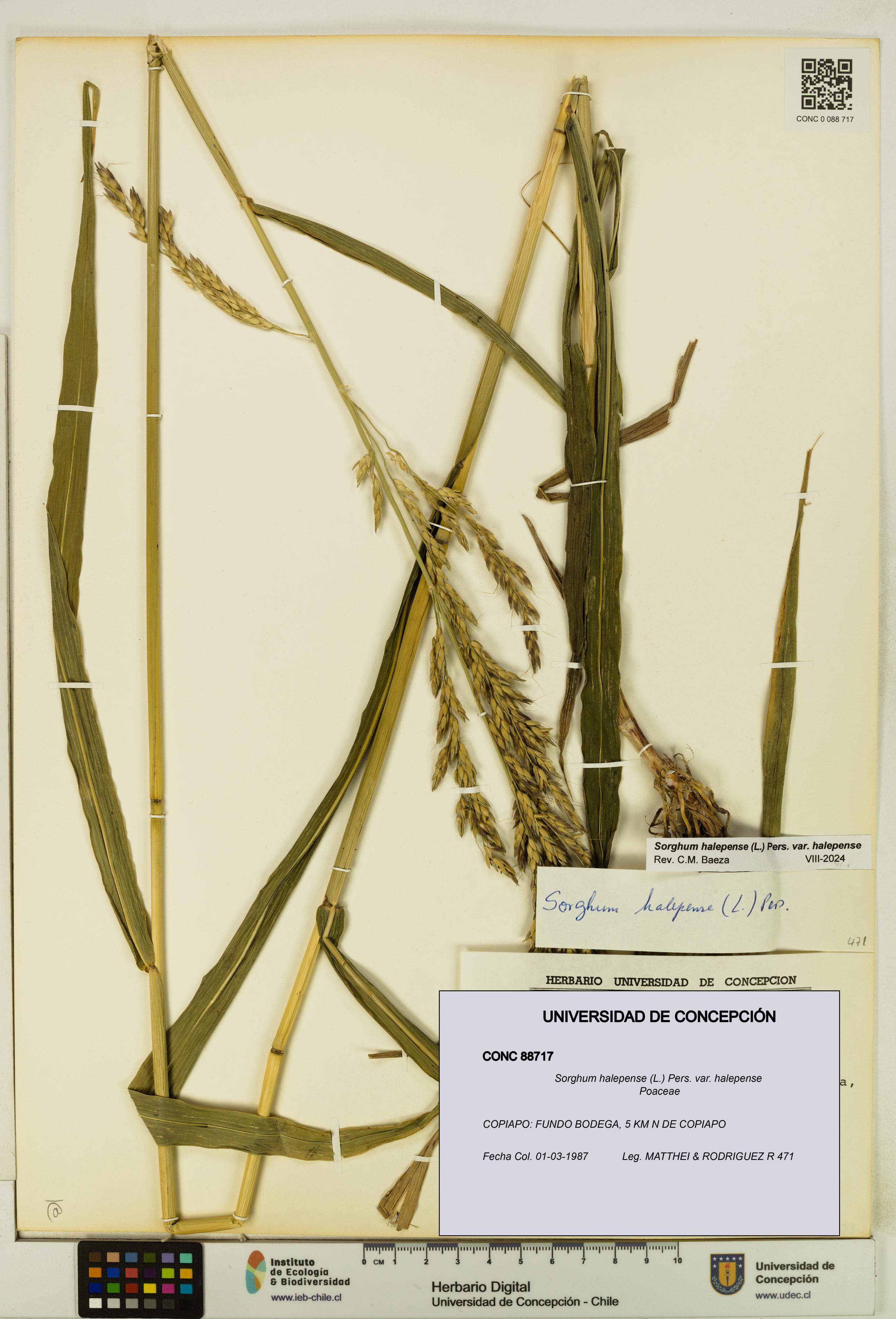 Sorghum halepense var. halepense [Espécimen: UDEC:CONC:0088717]