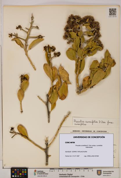 Proustia cuneifolia subsp. cuneifolia [Espécimen: UDEC:CONC:0088759]
