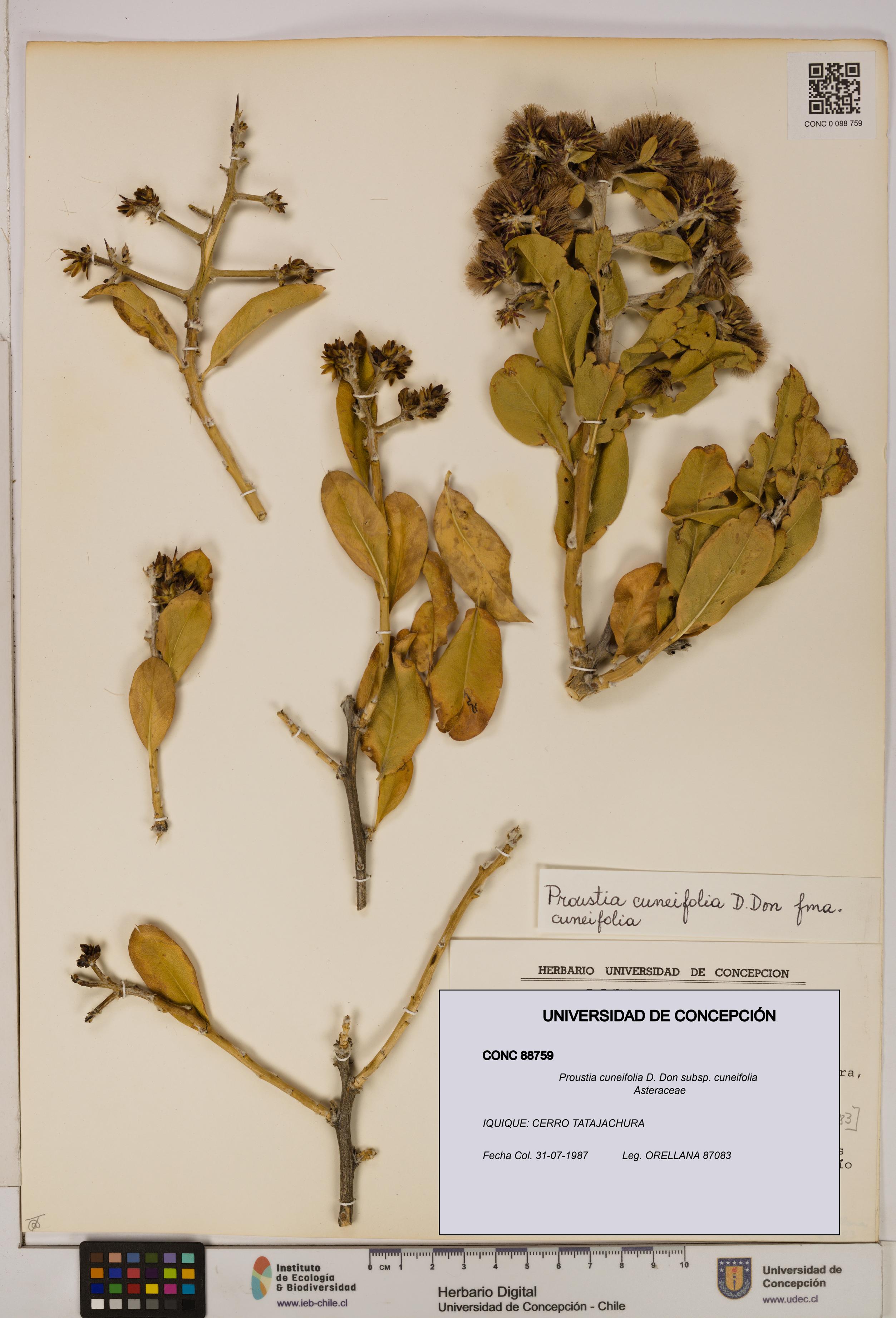 Proustia cuneifolia subsp. cuneifolia [Espécimen: UDEC:CONC:0088759]