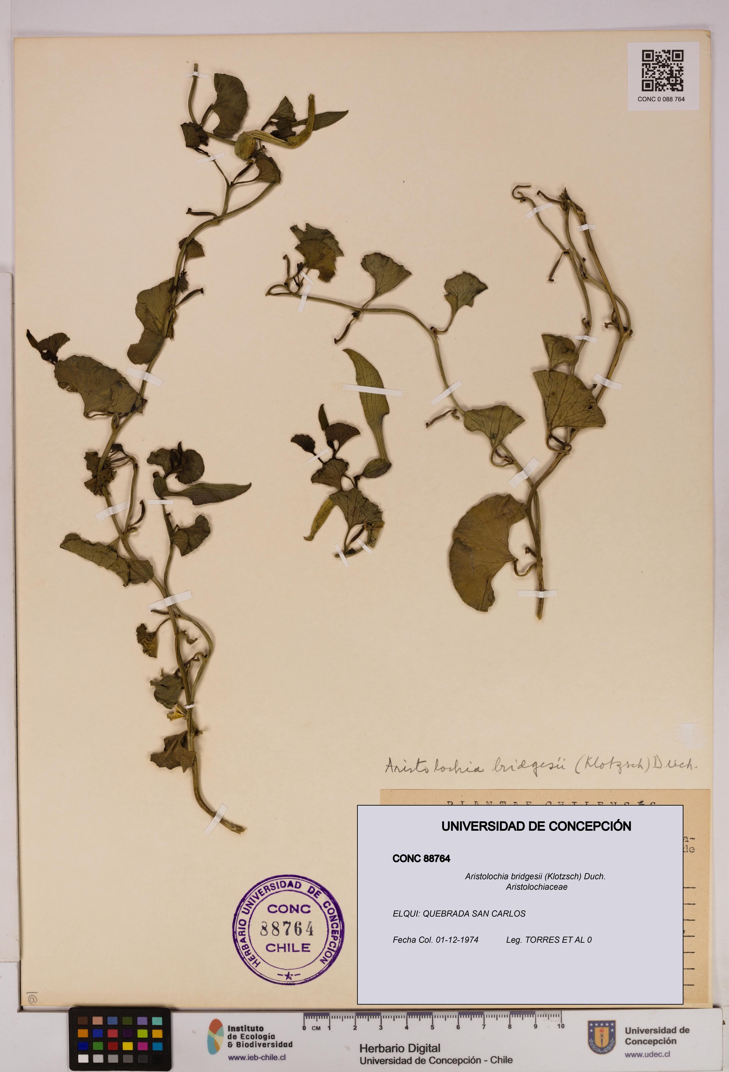 Aristolochia bridgesii [Espécimen: UDEC:CONC:0088764]