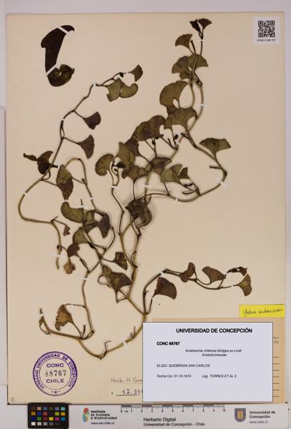 Aristolochia chilensis [Espécimen: UDEC:CONC:0088767]