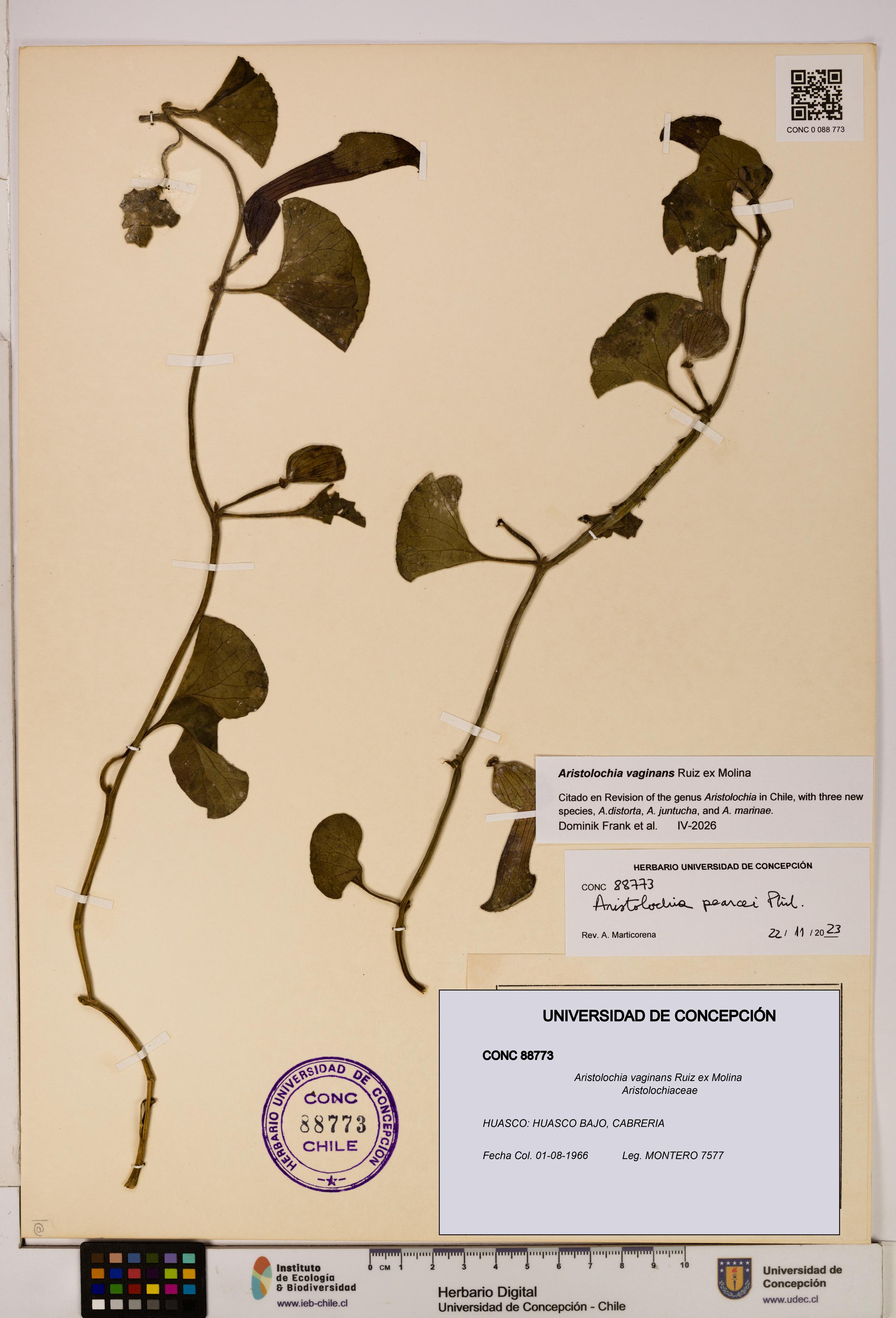 Aristolochia vaginans [Espécimen: ]