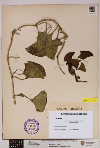Aristolochia chilensis [Espécimen: UDEC:CONC:0088783]