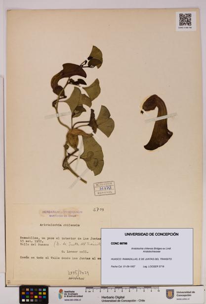 Aristolochia chilensis [Espécimen: UDEC:CONC:0088786]