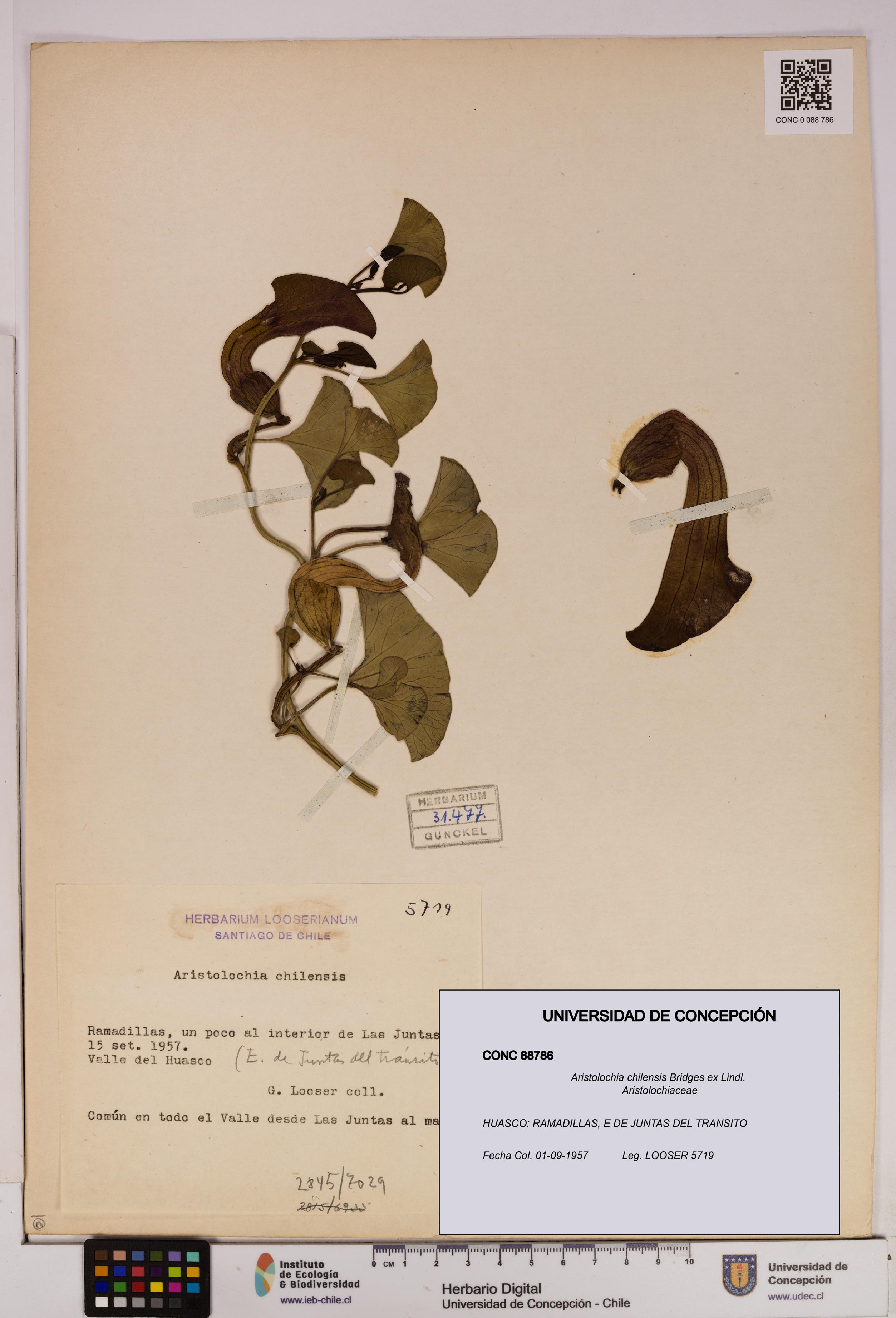 Aristolochia chilensis [Espécimen: UDEC:CONC:0088786]