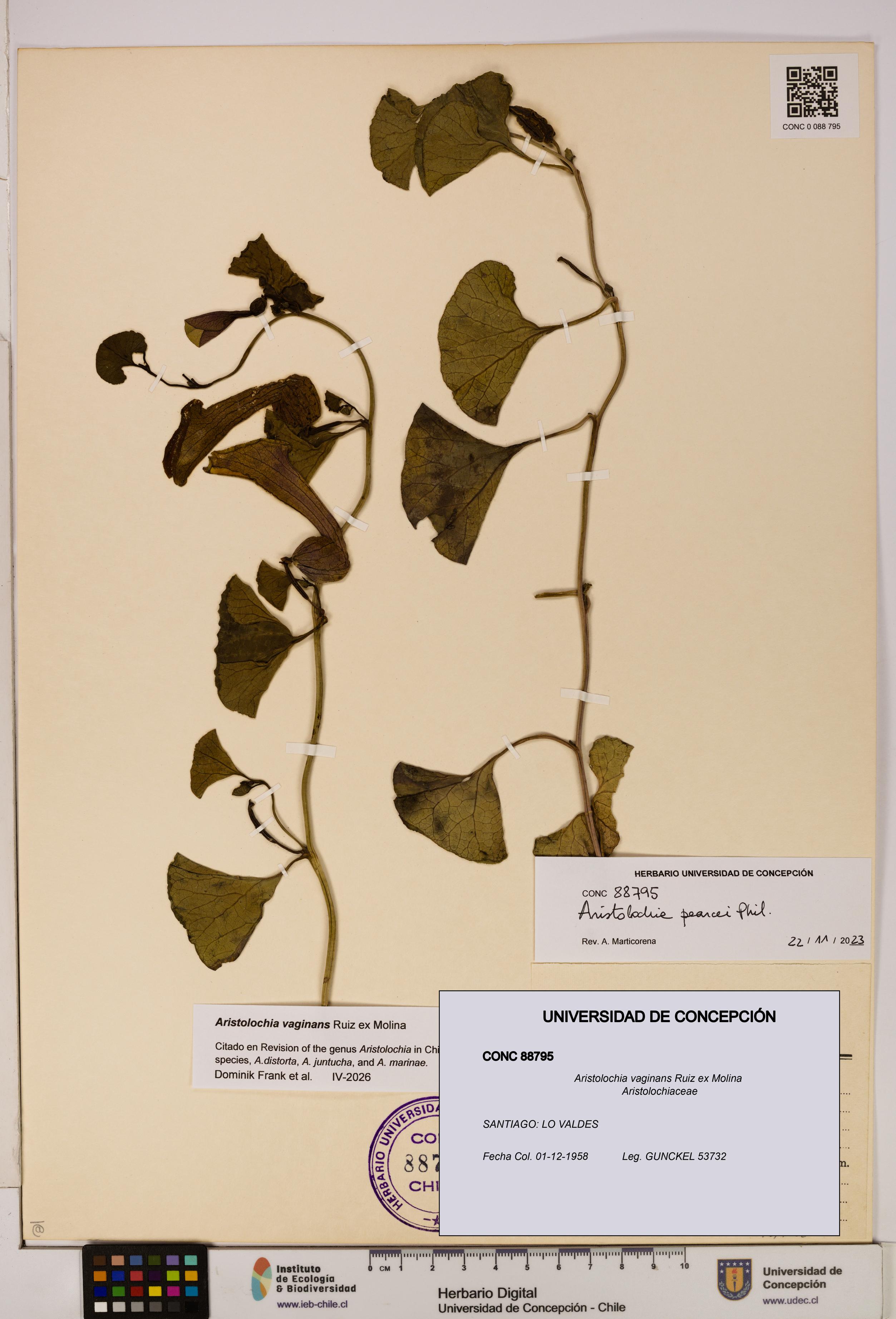 Aristolochia vaginans [Espécimen: ]