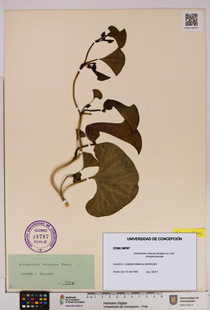 Aristolochia chilensis [Espécimen: UDEC:CONC:0088797]