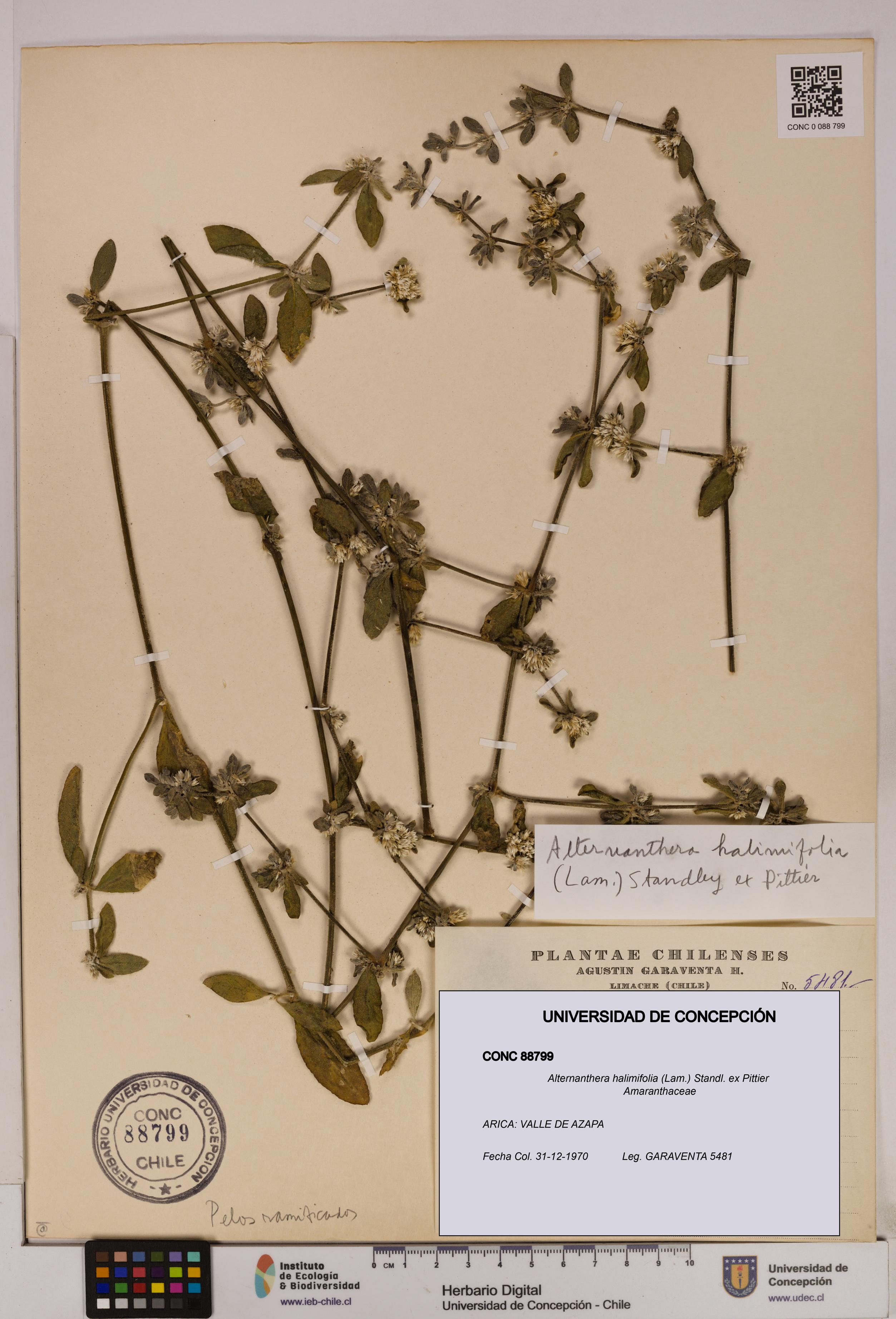 Alternanthera halimifolia [Espécimen: UDEC:CONC:0088799]