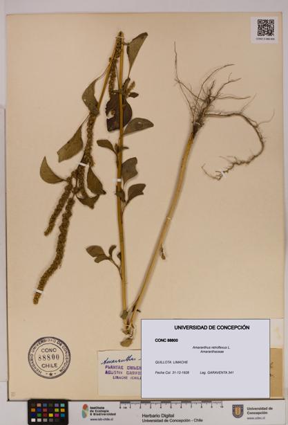 Amaranthus retroflexus [Espécimen: UDEC:CONC:0088800]