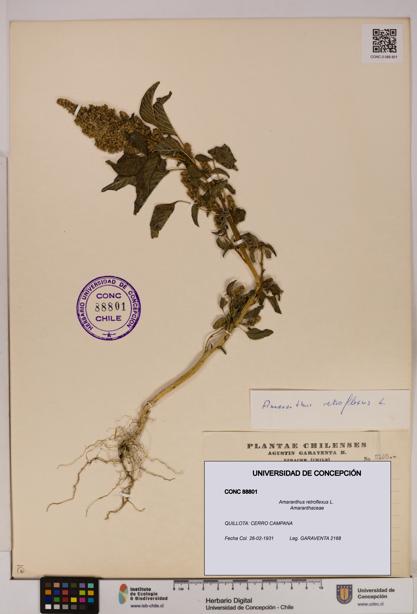 Amaranthus retroflexus [Espécimen: UDEC:CONC:0088801]