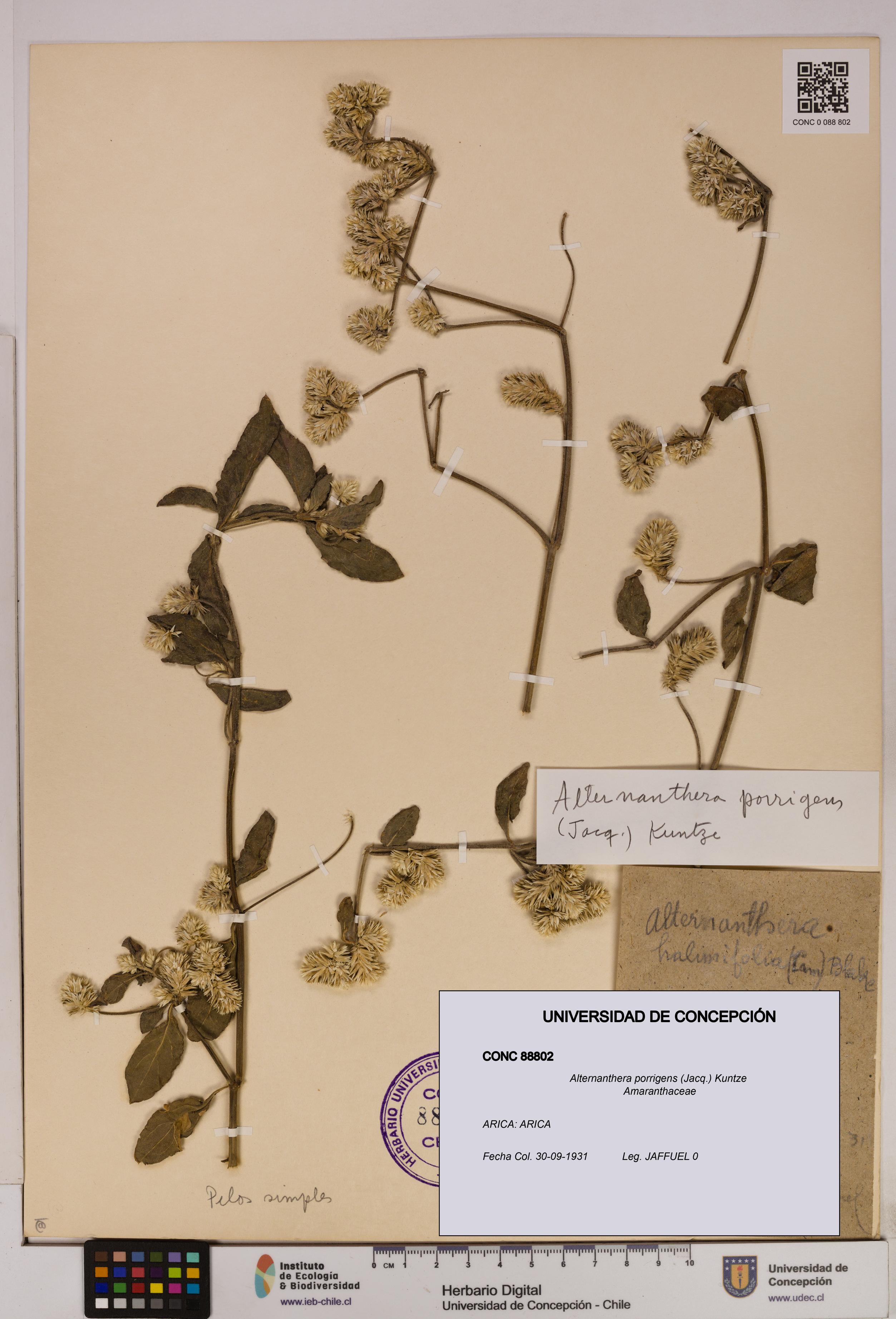Alternanthera porrigens [Espécimen: UDEC:CONC:0088802]