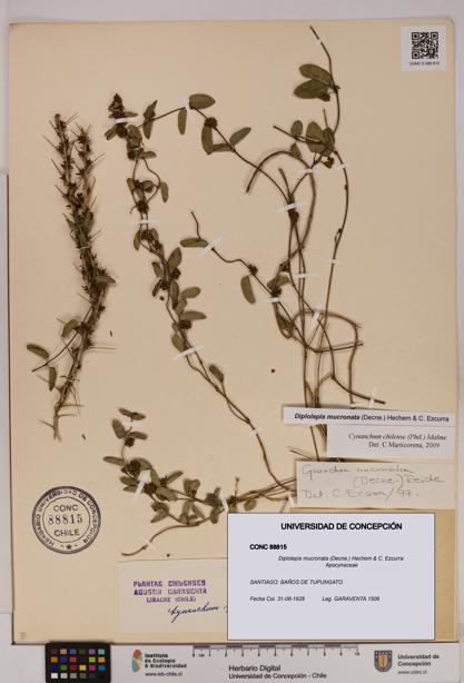 Diplolepis mucronata [Espécimen: UDEC:CONC:0088815]