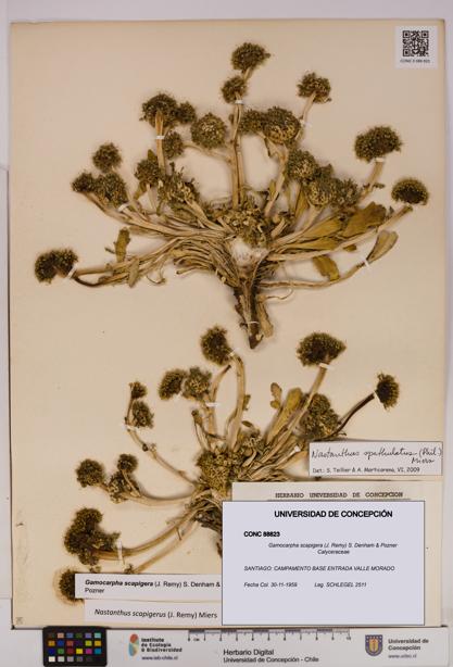 Gamocarpha scapigera [Espécimen: UDEC:CONC:0088823]