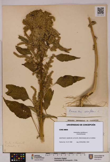 Amaranthus retroflexus [Espécimen: UDEC:CONC:0088833]