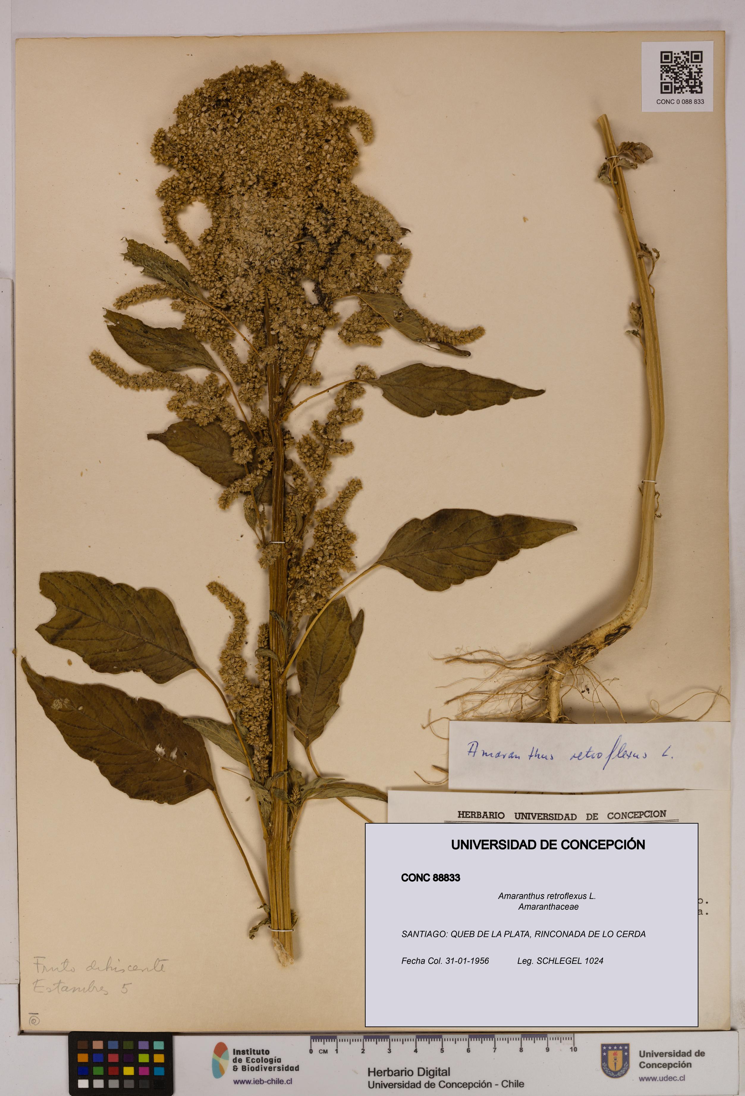 Amaranthus retroflexus [Espécimen: UDEC:CONC:0088833]