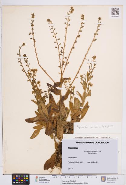 Myosotis arvensis [Espécimen: ]