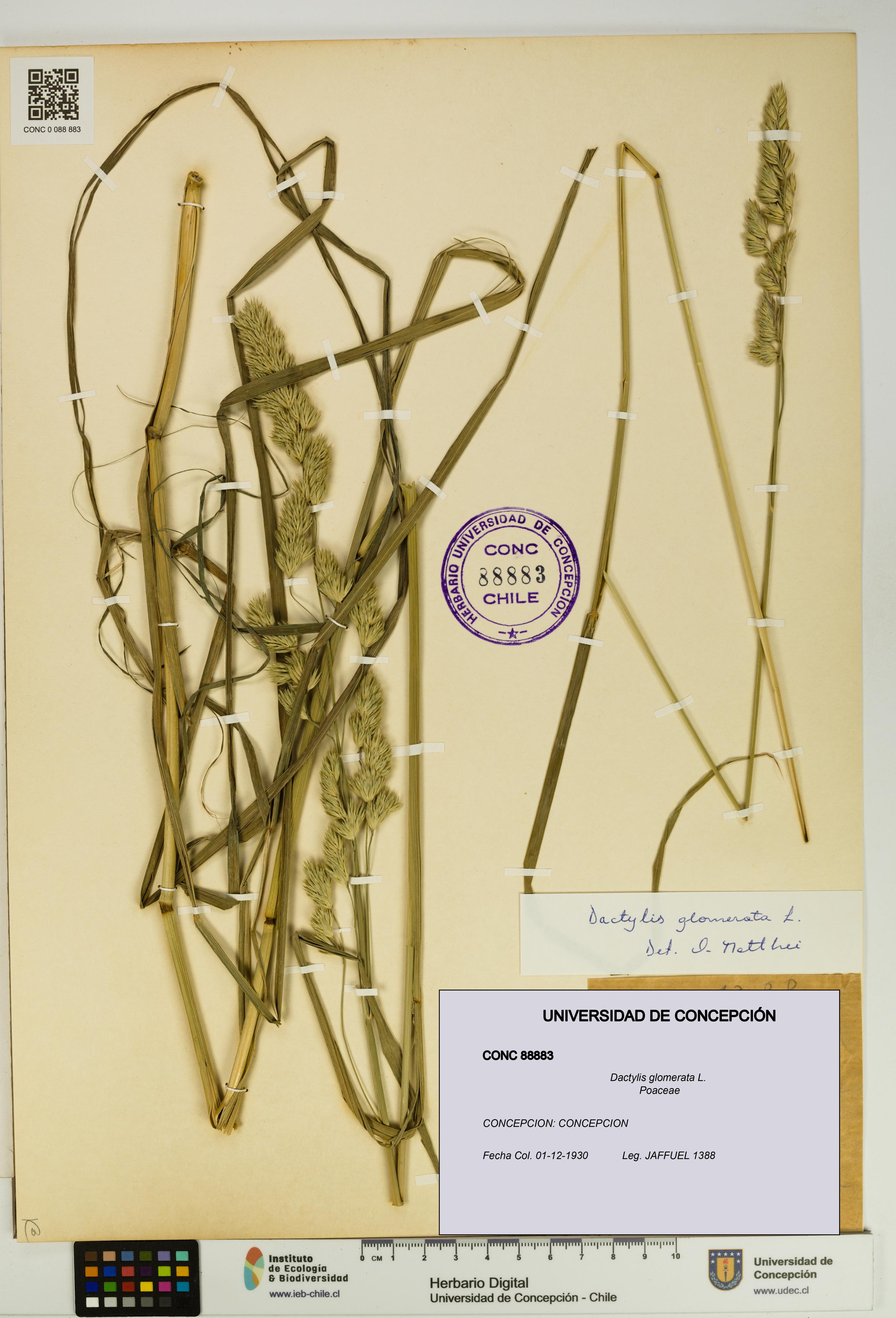 Dactylis glomerata [Espécimen: UDEC:CONC:0088883]
