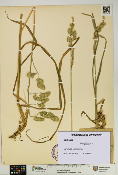 Dactylis glomerata [Espécimen: UDEC:CONC:0088884]