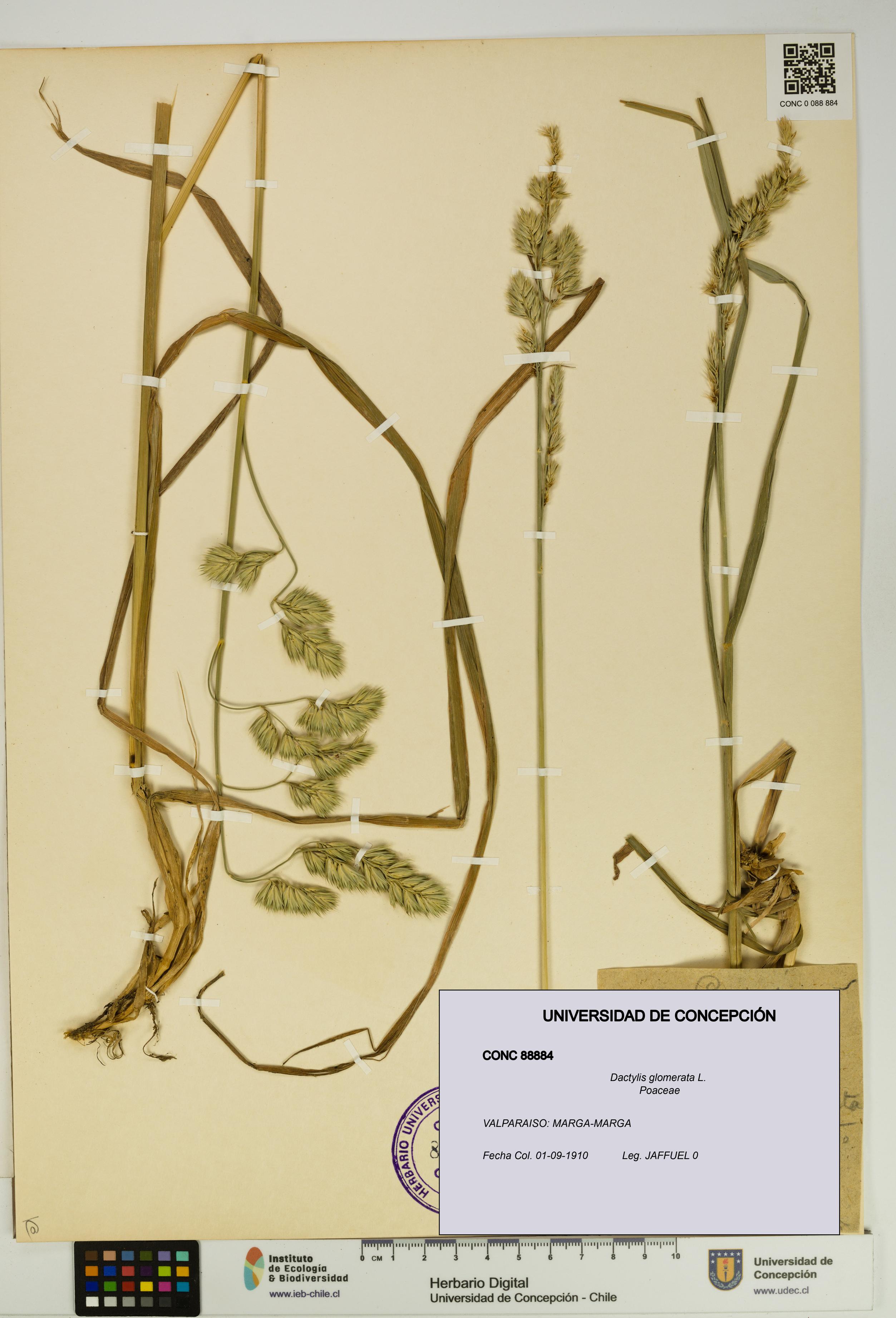 Dactylis glomerata [Espécimen: UDEC:CONC:0088884]