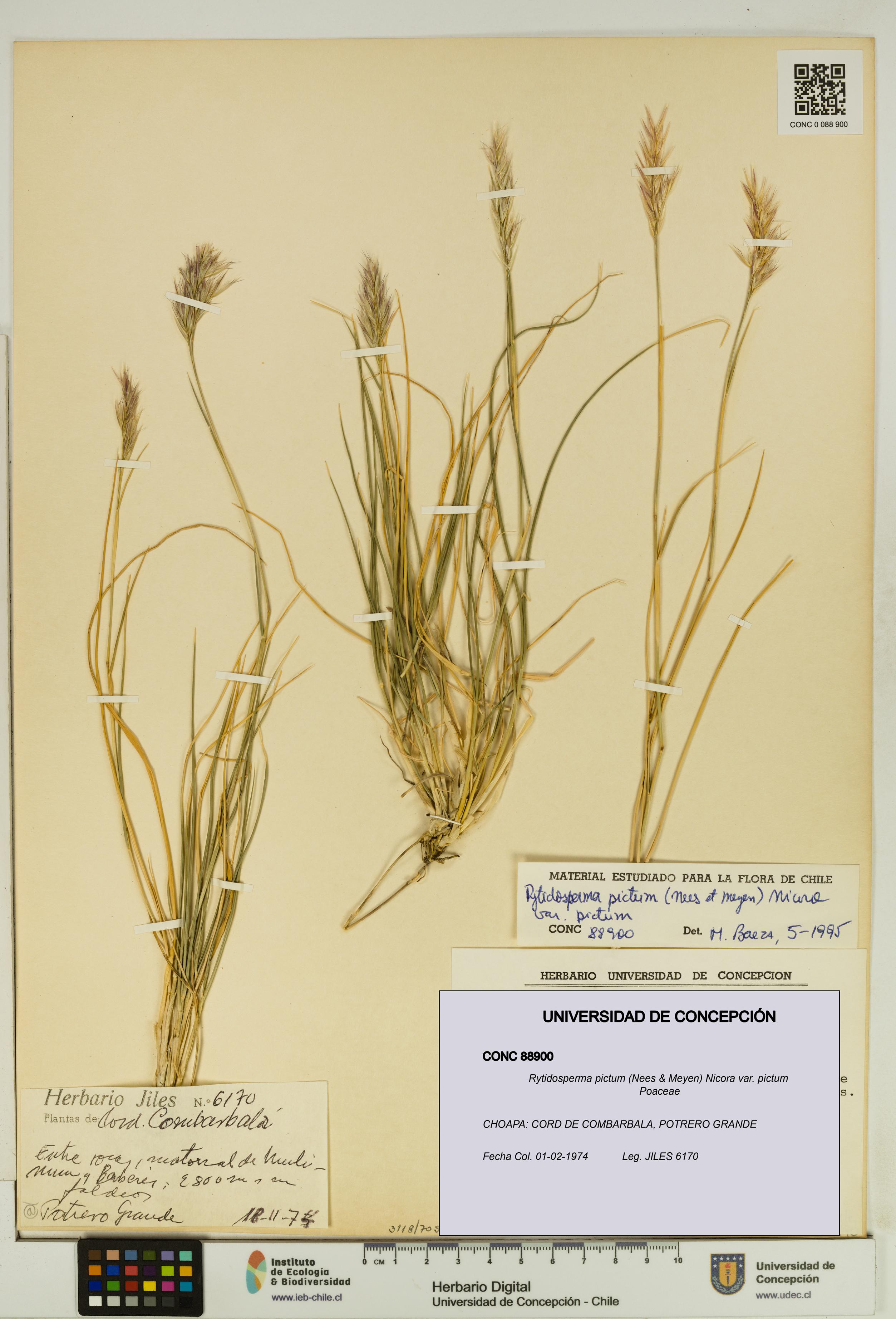 Rytidosperma pictum var. pictum [Espécimen: UDEC:CONC:0088900]