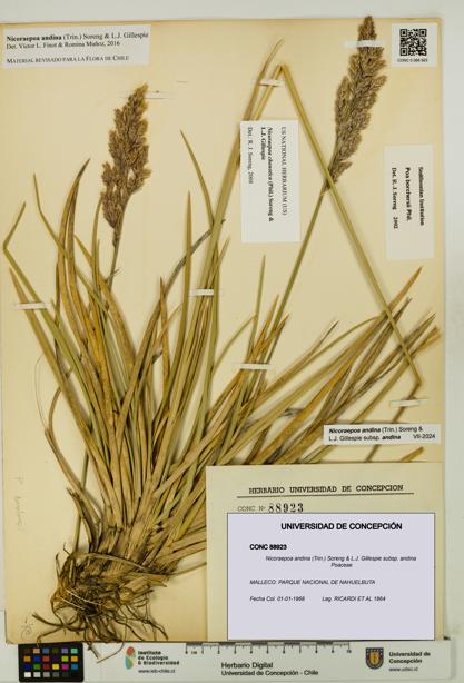 Nicoraepoa andina subsp. andina [Espécimen: UDEC:CONC:0088923]