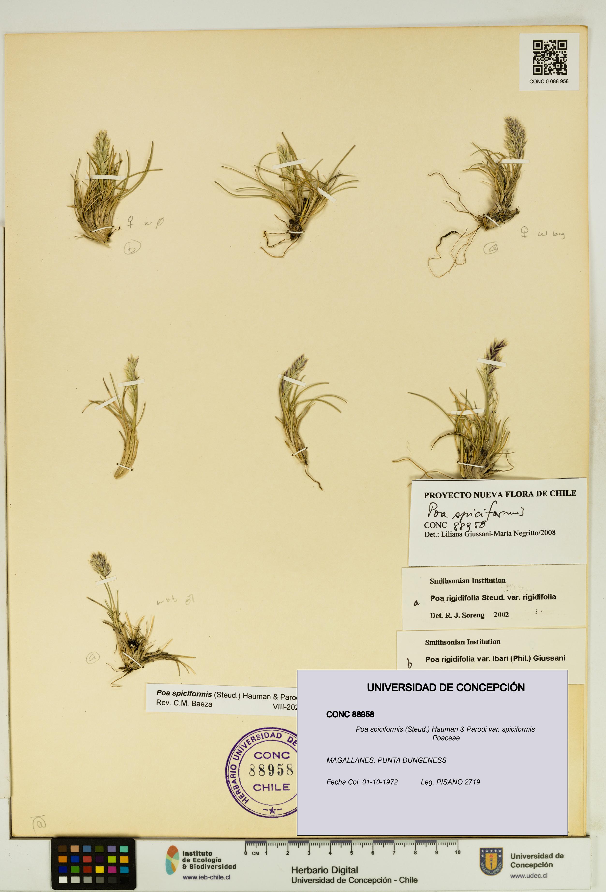 Poa spiciformis var. spiciformis [Espécimen: UDEC:CONC:0088958]