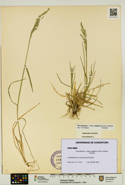 Poa pratensis [Espécimen: UDEC:CONC:0088959]