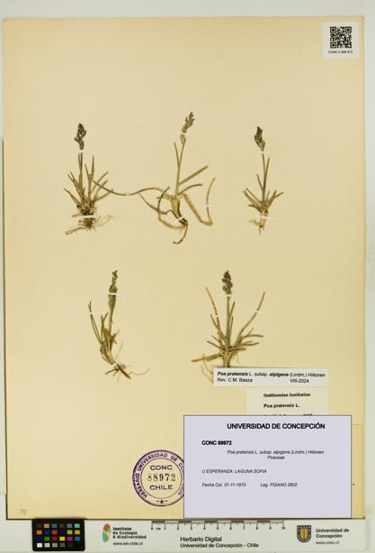 Poa pratensis [Espécimen: UDEC:CONC:0088972]