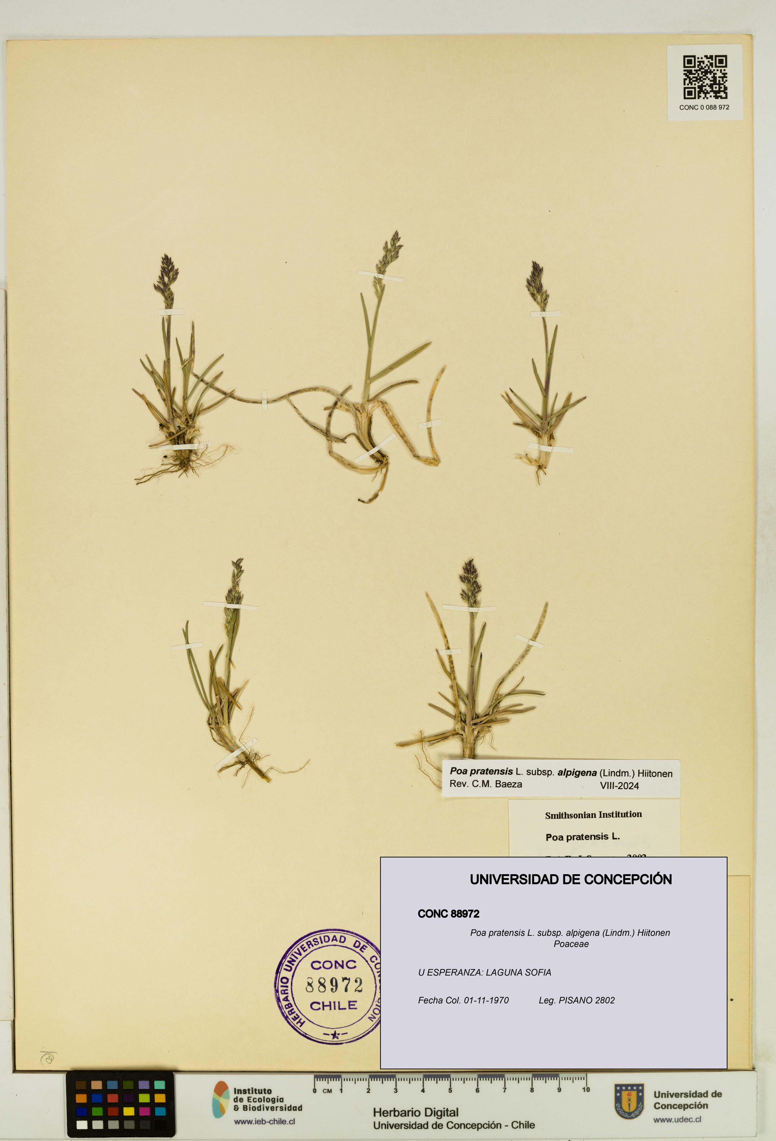 Poa pratensis [Espécimen: UDEC:CONC:0088972]