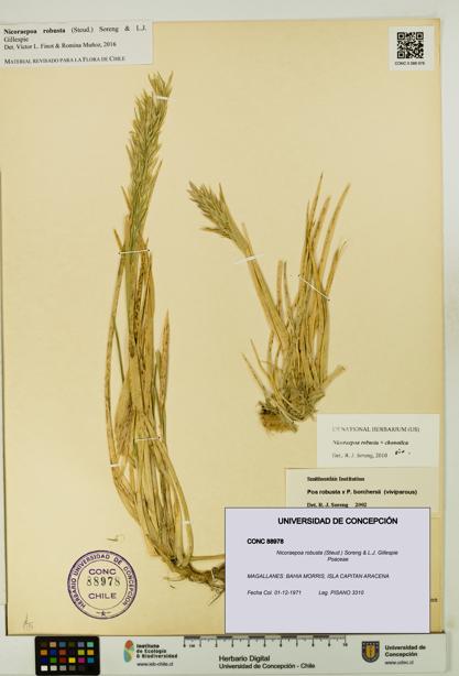 Nicoraepoa robusta [Espécimen: UDEC:CONC:0088978]